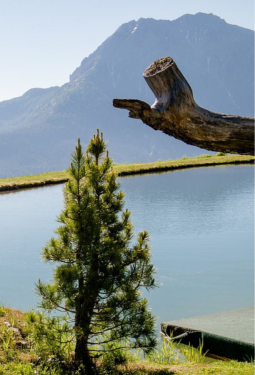 Bergsee mit Fichte